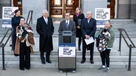 Puppy mill pipeline press conference