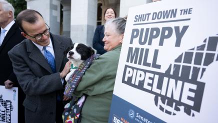 Puppy mill pipeline press conference